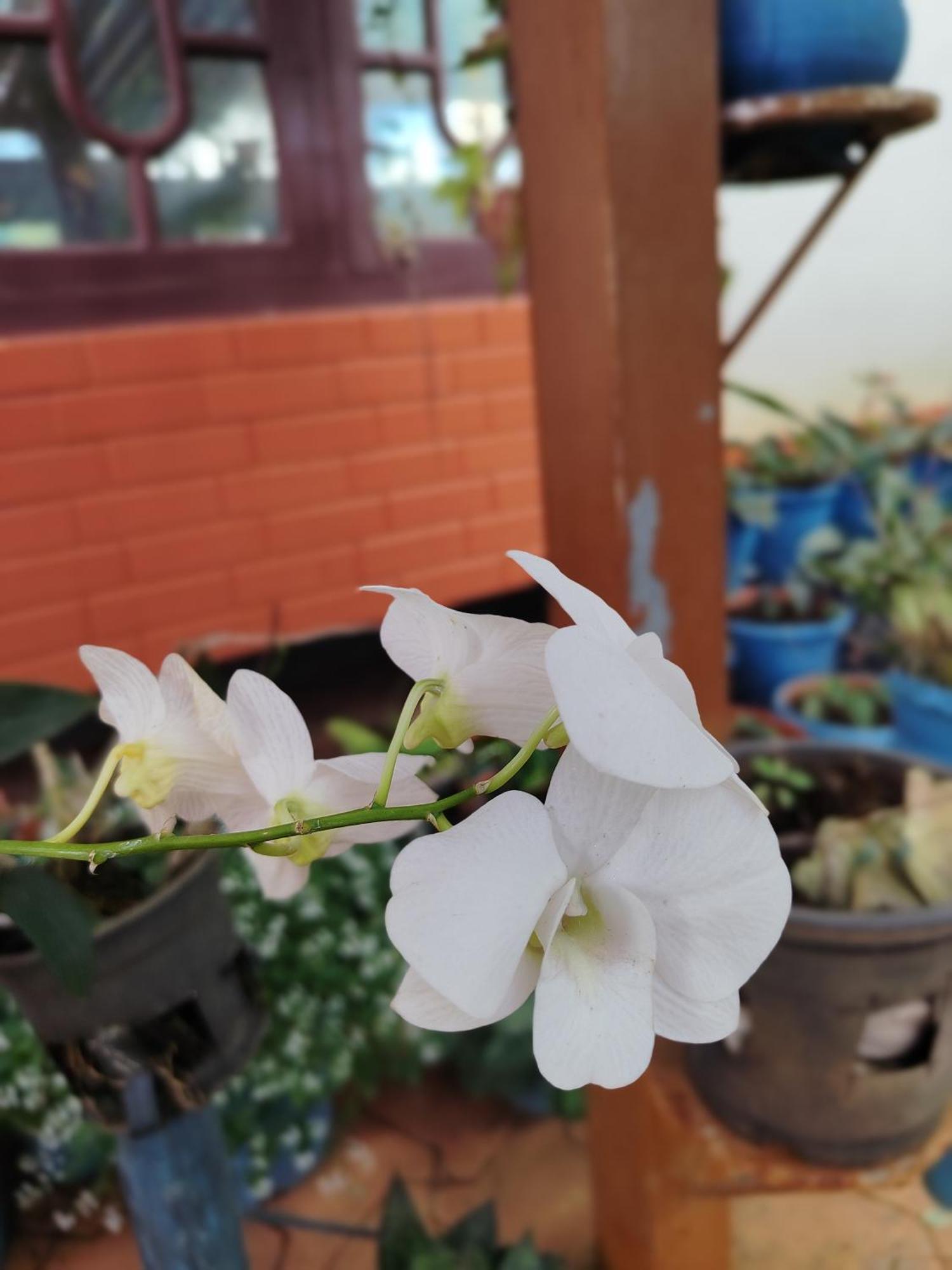 Shivalaya Homestay, Madikeri Siddapur Exterior foto